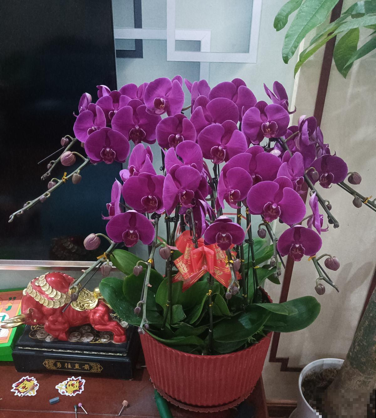 5种矫情花，不能干，不能湿，实在是娇气