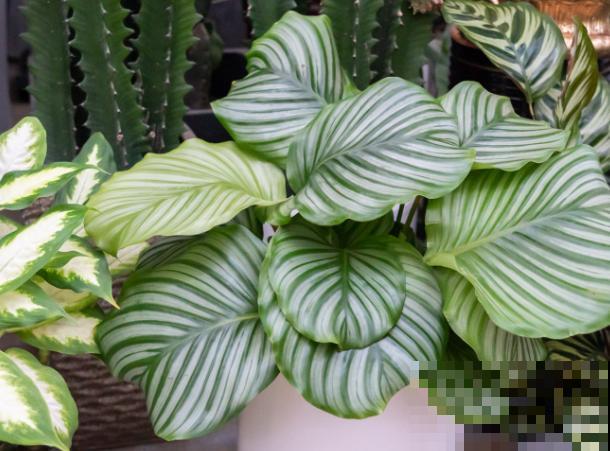 家里光照不好，就养青苹果竹芋，耐阴好养容易爆盆