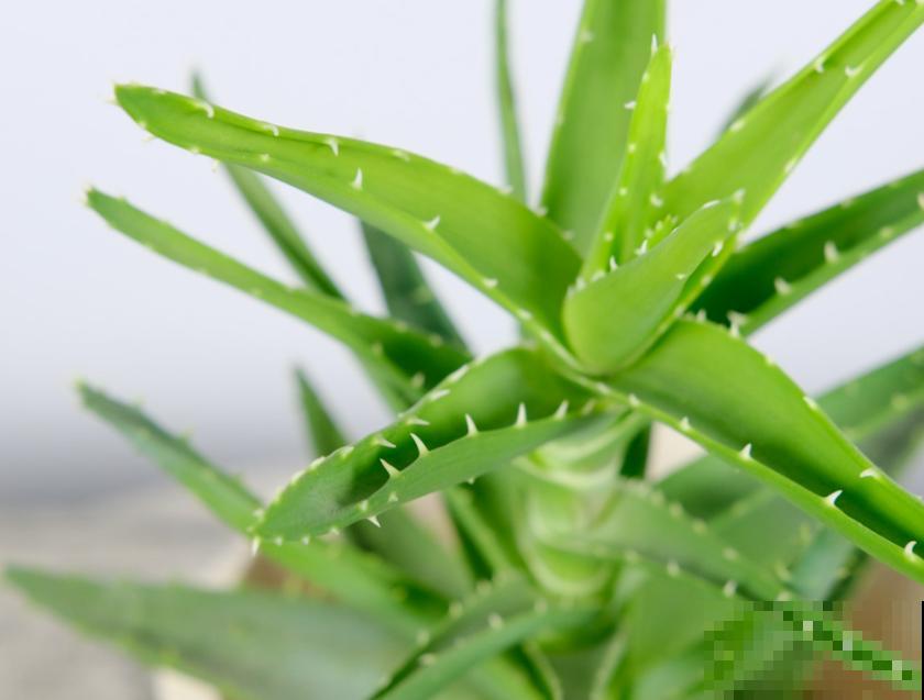 种植芦荟很简单，把握好这4点，轻松养殖更旺盛