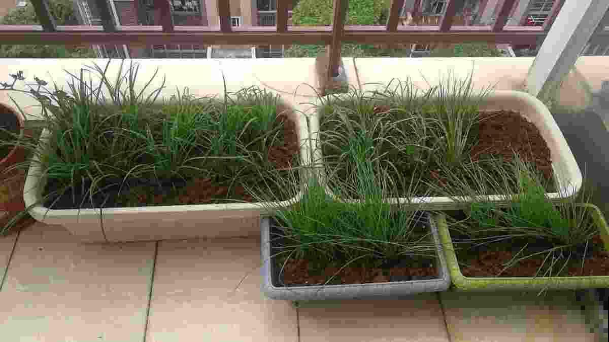 在家就能种的蔬菜,10天就能窜一节,20天做成美味佳肴 在家就能种的蔬菜,10天就能窜一节,20天做成美味佳肴