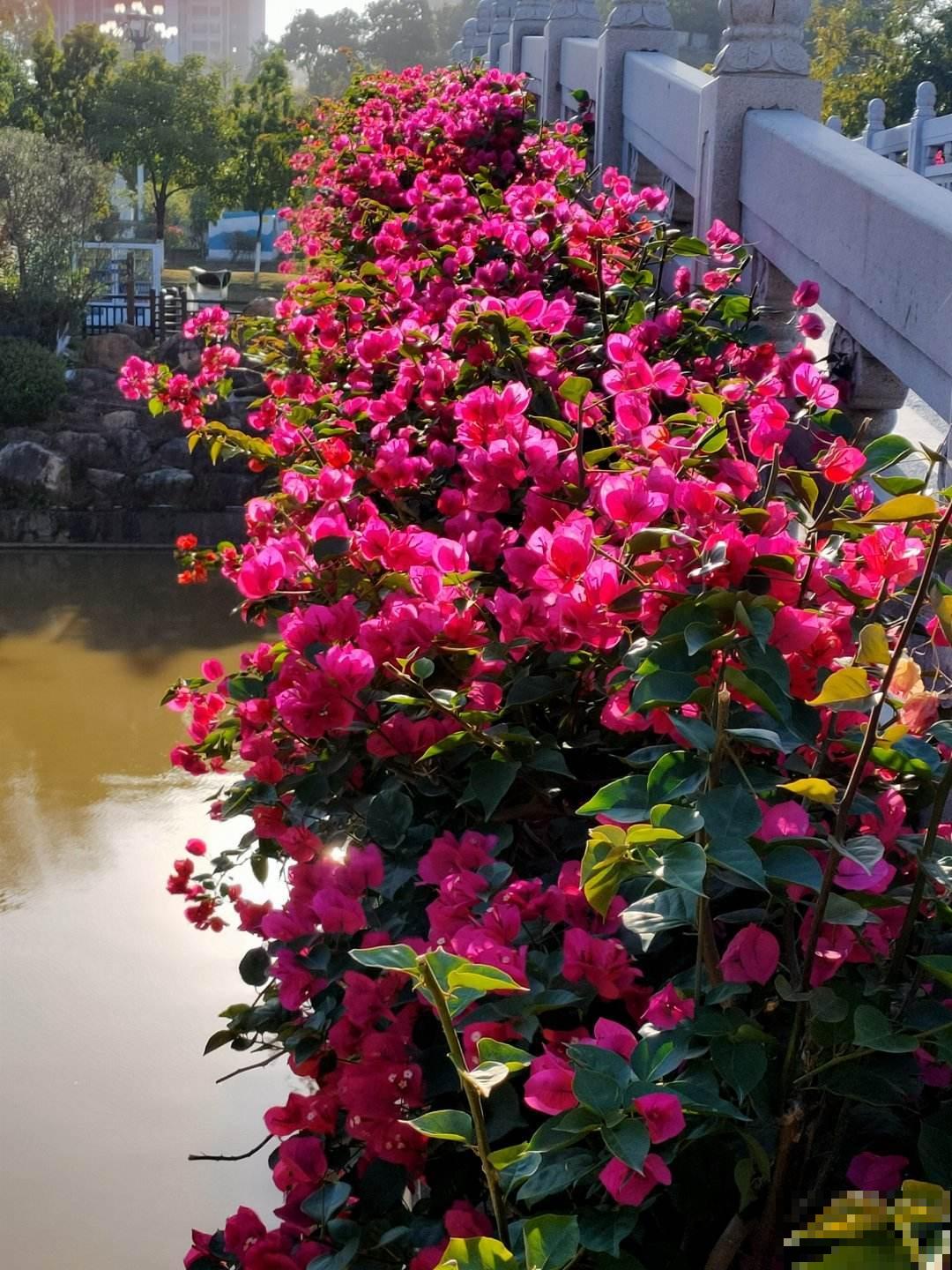 三角梅频频掉花苞,主要是4个方面没做好,赶紧改正 三角梅频频掉花苞,主要是4个方面没做好,赶紧改正