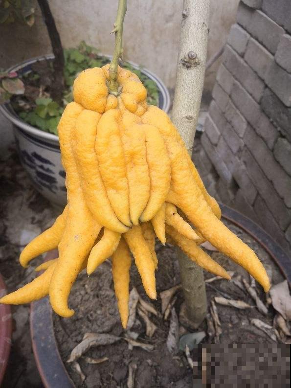 3种植物养家里，有福多、寿多、子多好兆头，从古至今都流行