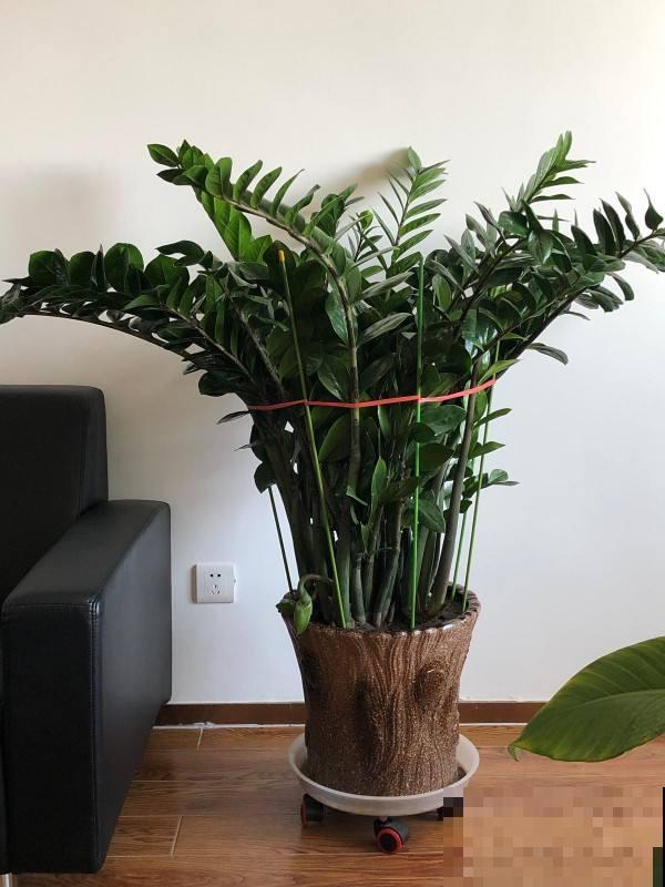 5种树适合养在家里，招财又进宝，好看又好养