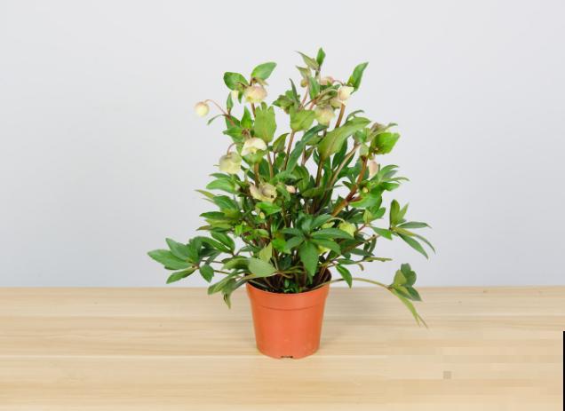 “耐寒王”到了夏天要注意，养护不好就黑叶，4要点要学会