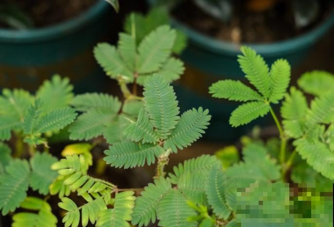 花卉界的“害羞小姐姐”,想要它开花不难,关键注意5要点 花卉界的“害羞小姐姐”,想要它开花不难,关键注意5要点