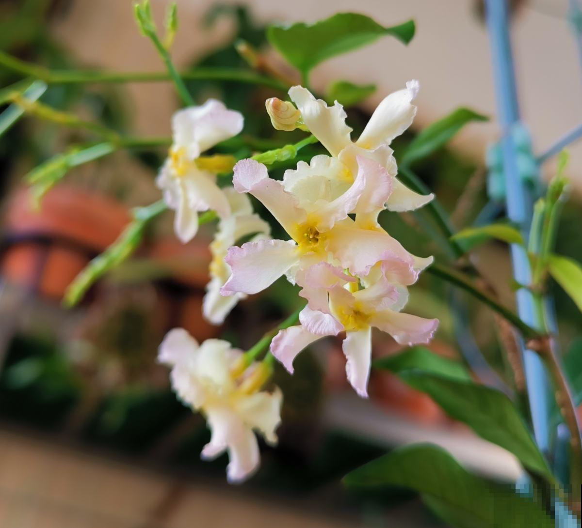 春天呼呼开花的风车茉莉,一个月后就爆花,花量超大超浪漫 春天呼呼开花的风车茉莉,一个月后就爆花,花量超大超浪漫