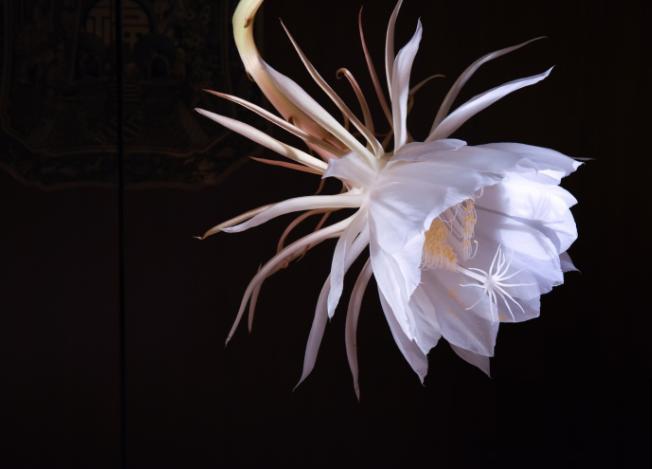 昙花开败后,狠心剪一刀,还能继续开花 昙花开败后,狠心剪一刀,还能继续开花