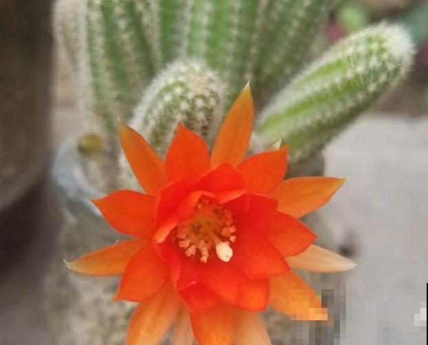 多肉毛毛虫看着难养,其实很好养,学会这4点轻松养殖 多肉毛毛虫看着难养,其实很好养,学会这4点轻松养殖