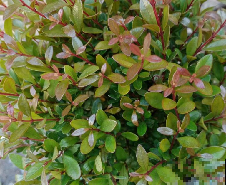 路边常见的一种绿植,养护起来特简单,绿油油四季常青 路边常见的一种绿植,养护起来特简单,绿油油四季常青