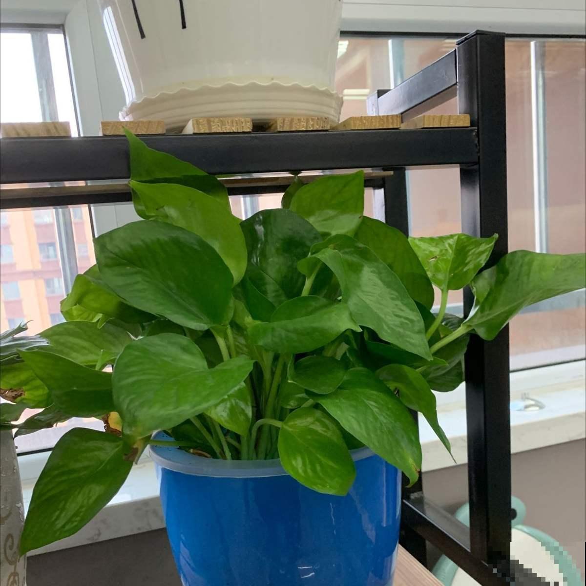 8种耐阴花,家里没光,养一盆就对了,呼呼爆盆很轻松 8种耐阴花,家里没光,养一盆就对了,呼呼爆盆很轻松