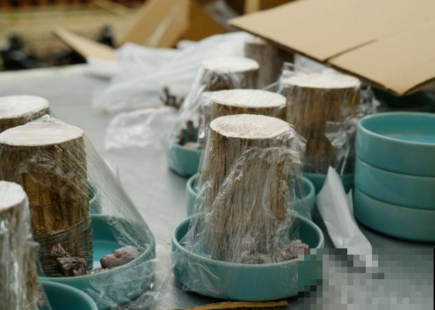 家里养殖巴西木,要想尽快发芽,这4步要知道 家里养殖巴西木,要想尽快发芽,这4步要知道