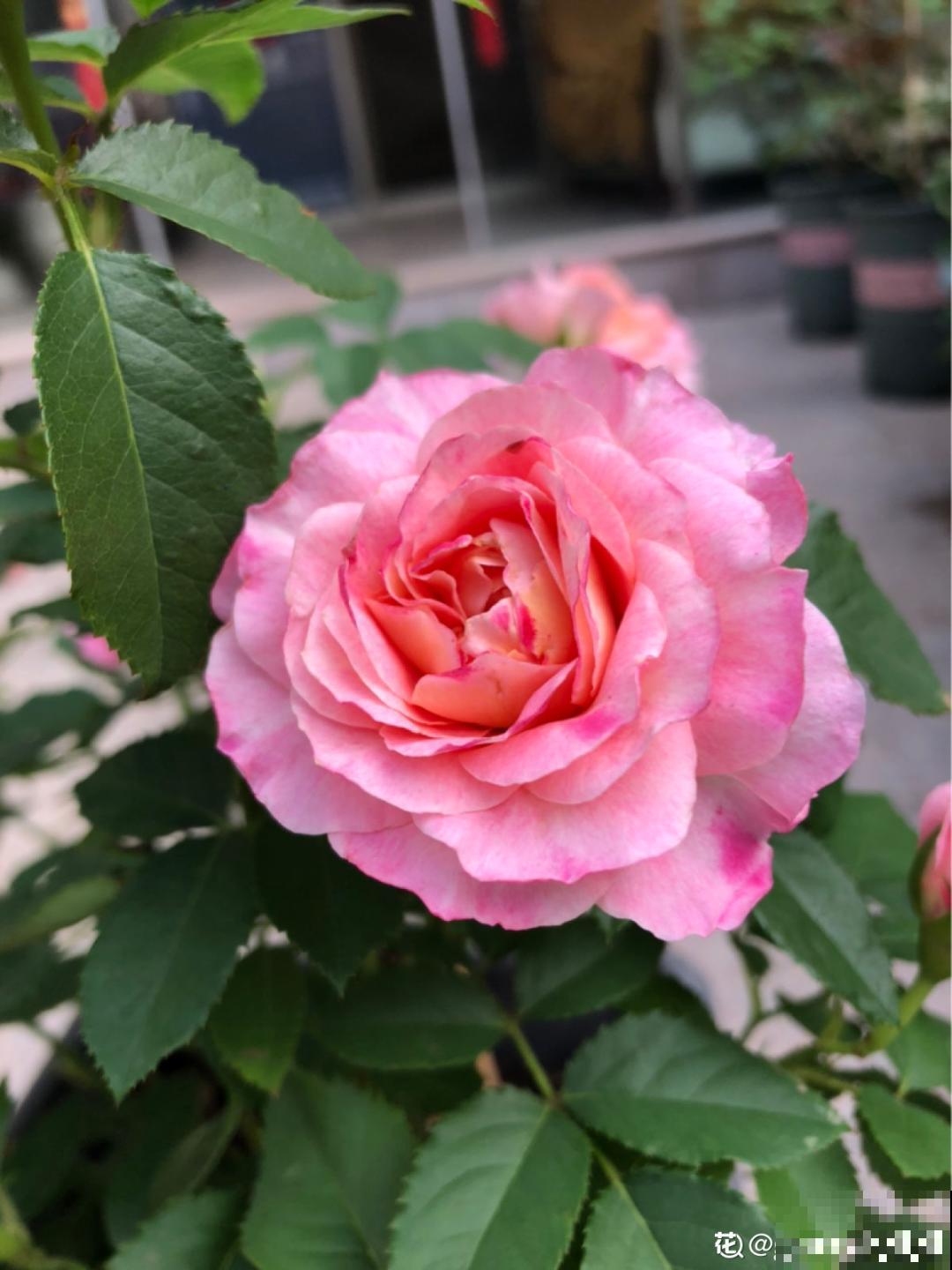 小阳台的开花机器,花期能达大半年,月月爆开不歇气,真香! 小阳台的开花机器,花期能达大半年,月月爆开不歇气,真香!