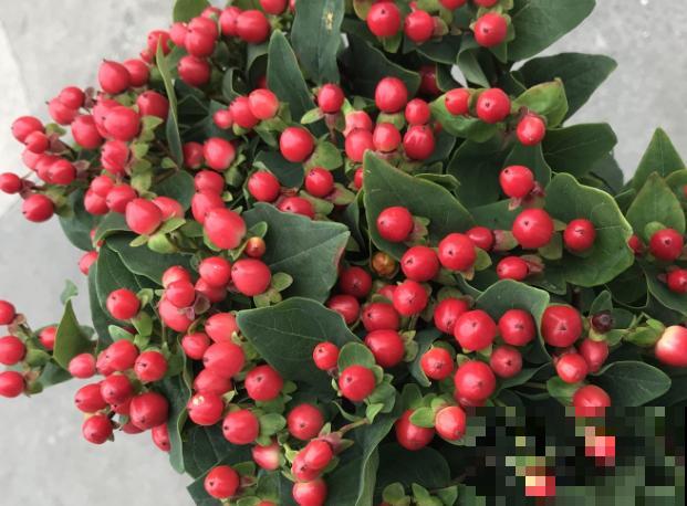 相思豆别名火龙珠，养殖简单，好看易观赏