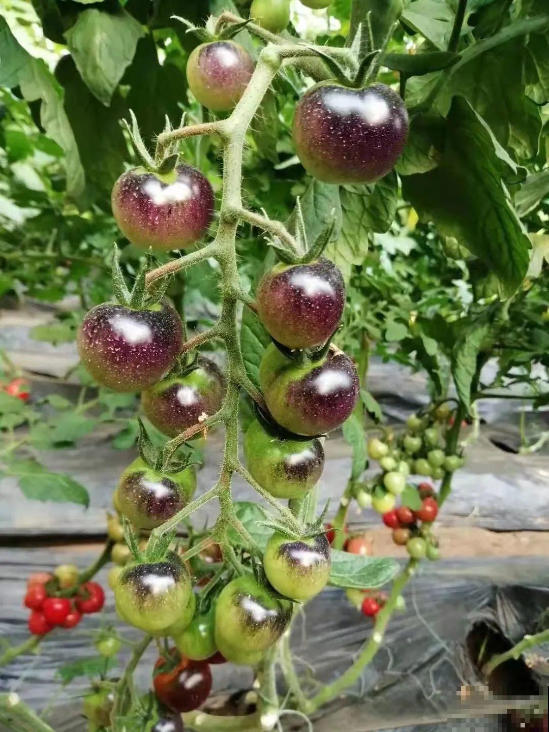 家里养盆圣女果,酸甜可口随意吃,新手也能养爆盆! 家里养盆圣女果,酸甜可口随意吃,新手也能养爆盆!