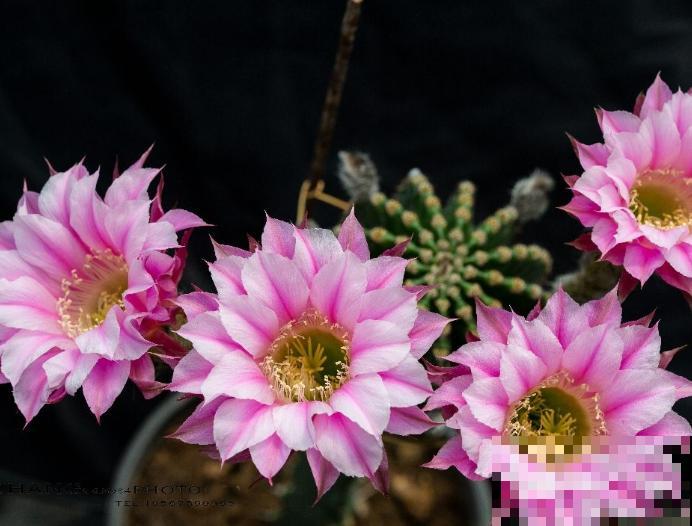 家里养盆彩草，好看好养，记住这4点轻松养殖