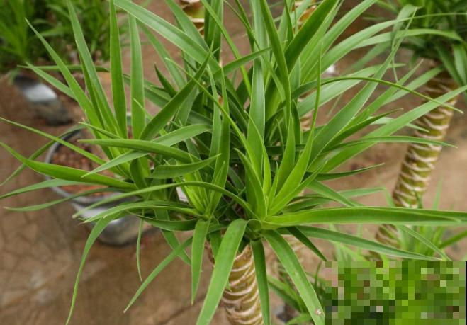 龙血兰养护简单，知道这4步，家里也能养