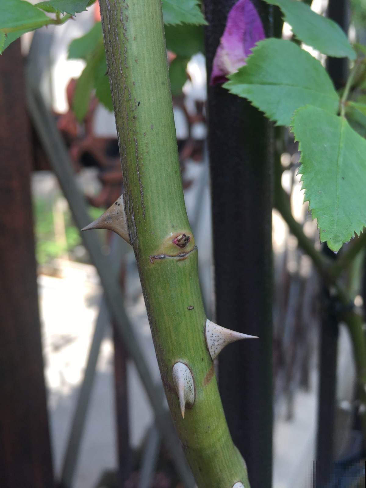 浇水可以靠天吃饭，抹芽只能一点点动手了，学会了就是养花高手