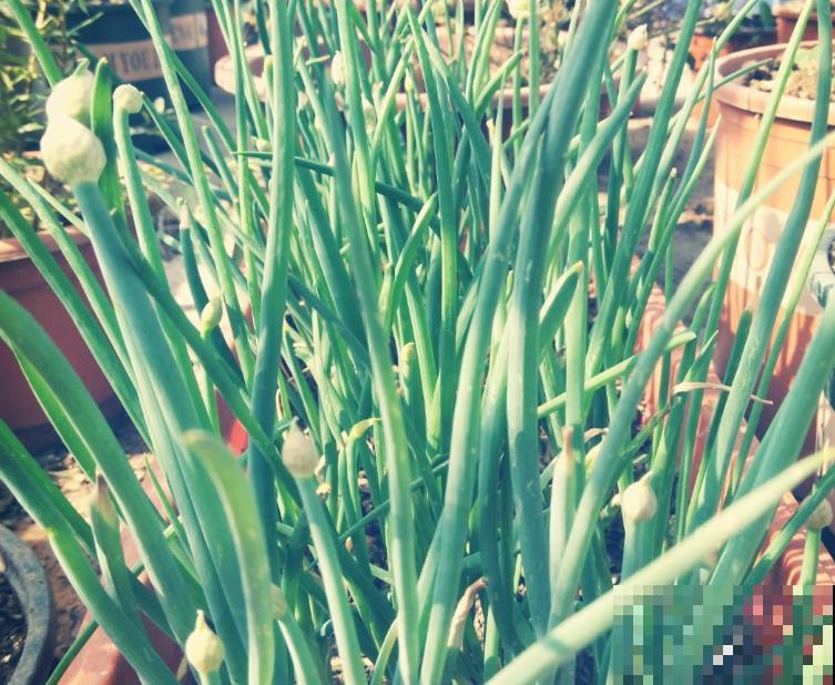 家里种了一排葱，细得像豆芽苗，赶紧晒！