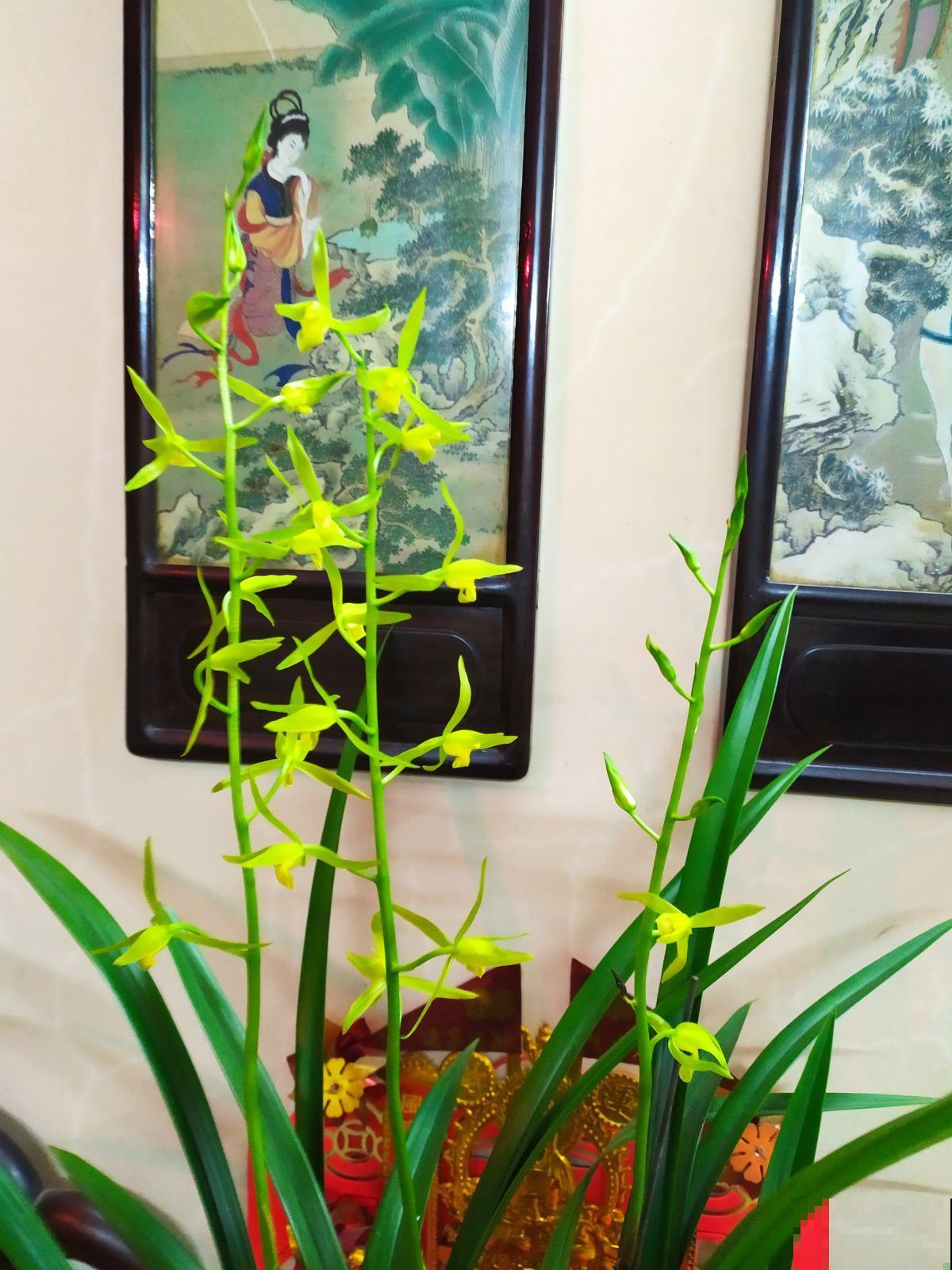 家里老人最爱的“旺宅花”,好看是其次,子孙都有好寓意 家里老人最爱的“旺宅花”,好看是其次,子孙都有好寓意