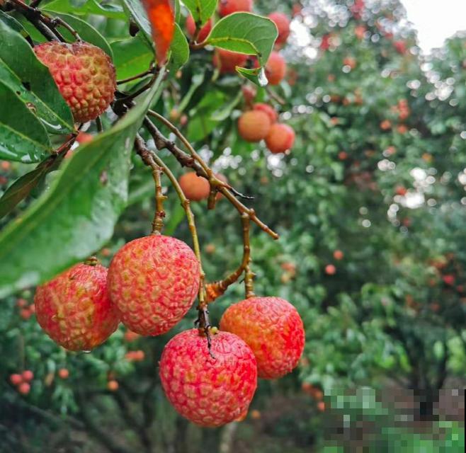 高热量水果，一个堪比白米饭，一定要少吃