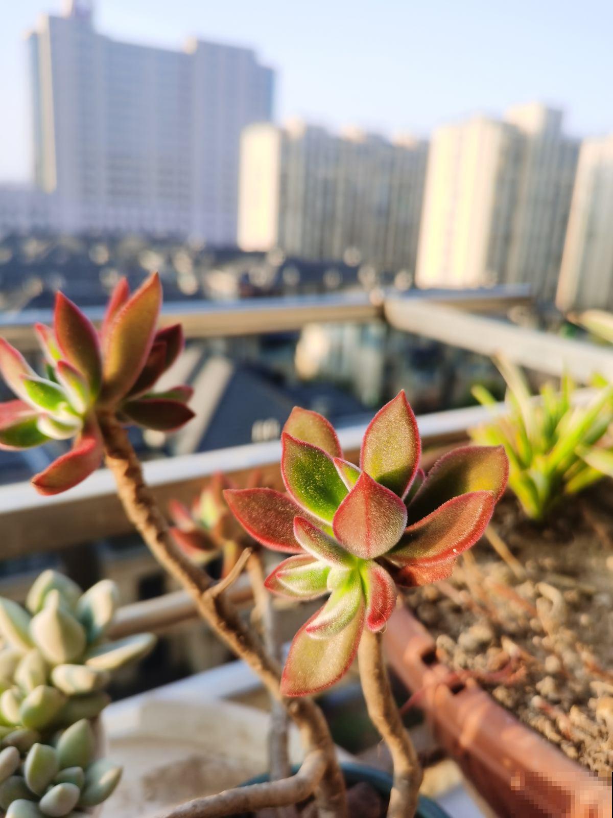 春天给花施肥，氮磷钾3种肥不用买，其实你家就有