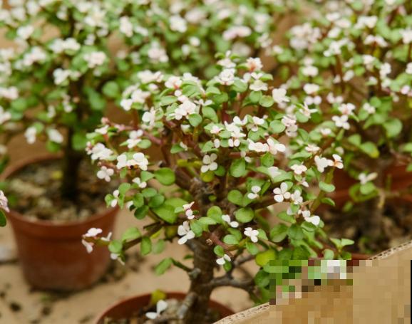 树马齿苋花要扦插，这4步要知道，学会在家也能弄