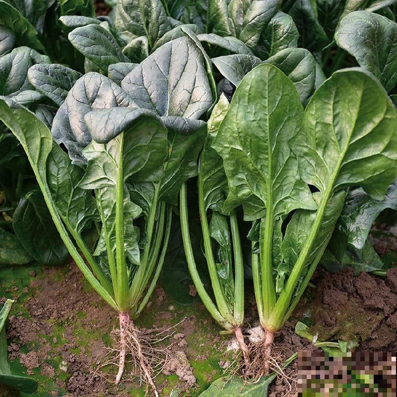 阳台种点大叶菠菜，掌握好种植时间和方法，轻松种出一大片