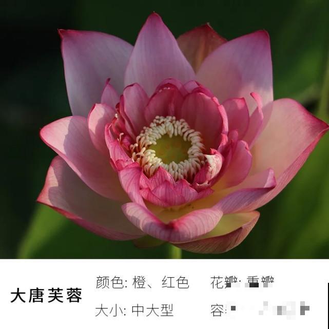 碗里就能种的荷花，1节藕种土里，初夏就开花