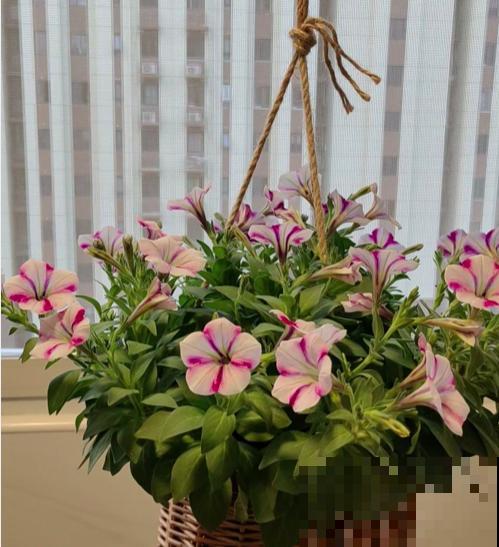 7种花，在封闭阳台也能爆花，美过露天养