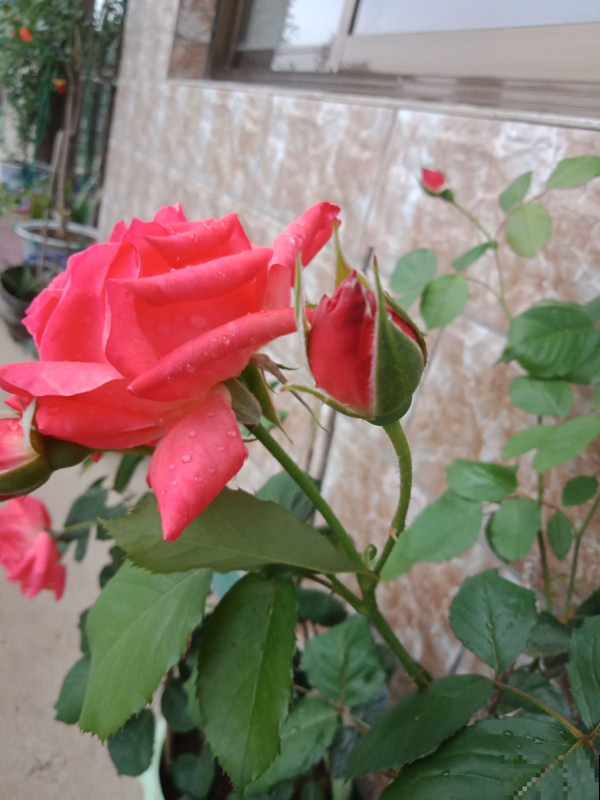 5个植物缺水信号,发现后就赶紧浇水,不然花3天就死 5个植物缺水信号,发现后就赶紧浇水,不然花3天就死