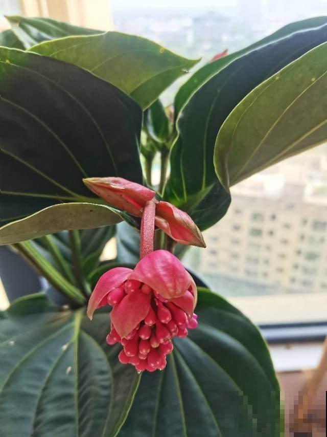 4种花命里带“钱”，“金银财宝”都具备，养家里想不富贵都难