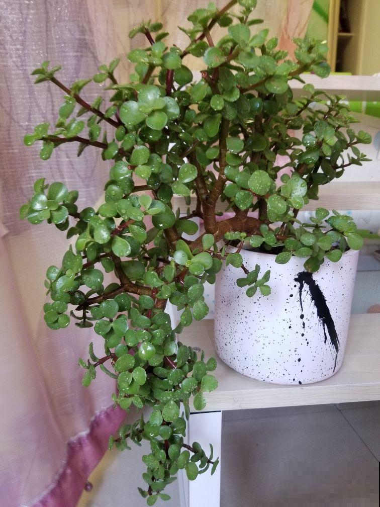 5种耐阴花,养在办公桌上,财运滚滚来 5种耐阴花,养在办公桌上,财运滚滚来