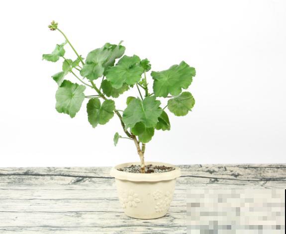 天竺葵叶子焦边不要急，处理好这3步，长势很喜人