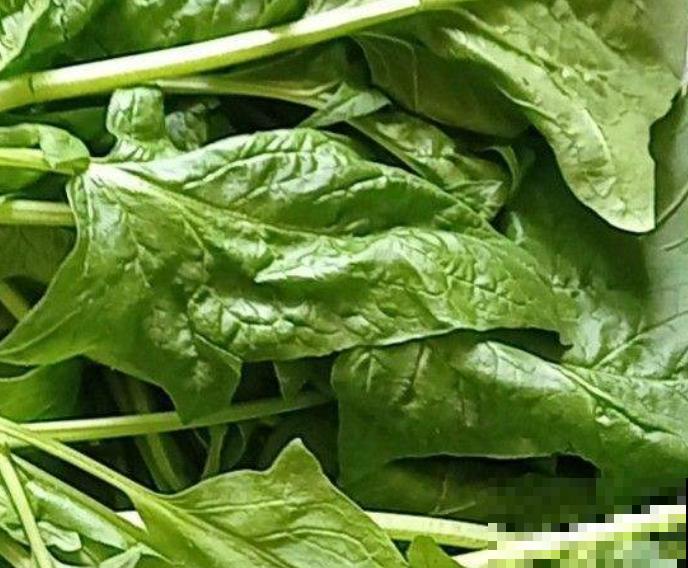 阳台种点大叶菠菜，掌握好种植时间和方法，轻松种出一大片