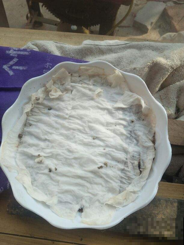 扦插一直不生根，1张卫生纸就搞定，呼呼冒出“狗牙根”