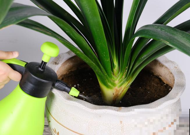 朋友送的君子兰,回家养殖注意这4点,状态恢复快 朋友送的君子兰,回家养殖注意这4点,状态恢复快