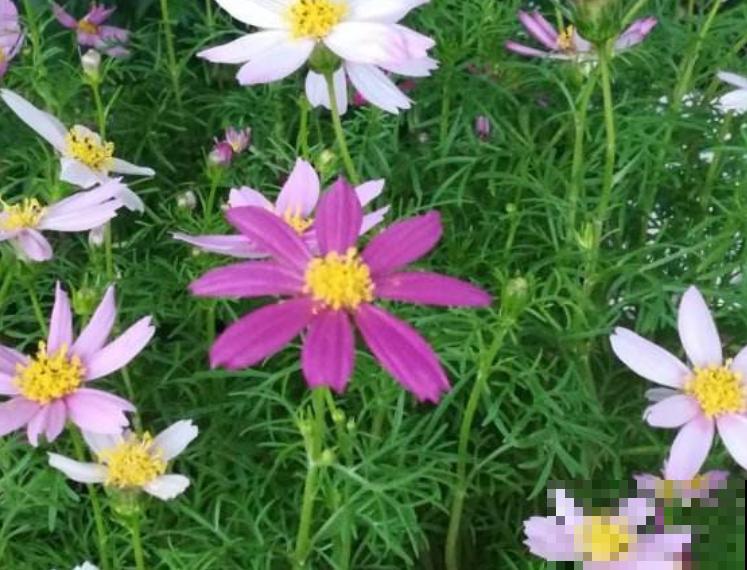 秋英和波斯菊是同一种植物,要想省心就养它,好看长得还快 秋英和波斯菊是同一种植物,要想省心就养它,好看长得还快