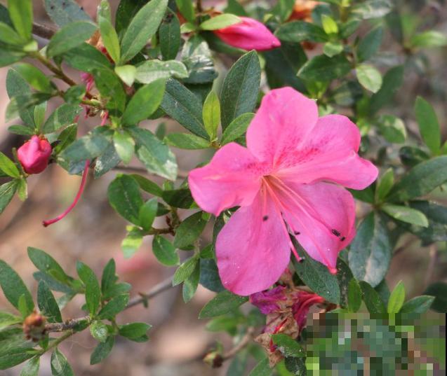 喝剩的茶水要想浇花，注意不要太勤，处理后可以给栀子花使用