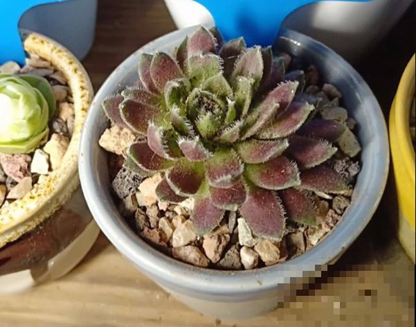 紫牡丹养殖简单，知道这4点，爆盆容易