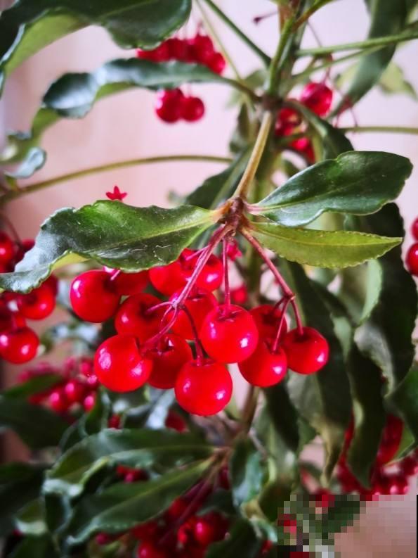 4种“洋气花”,年底放家里很喜庆,颜值还高 4种“洋气花”,年底放家里很喜庆,颜值还高