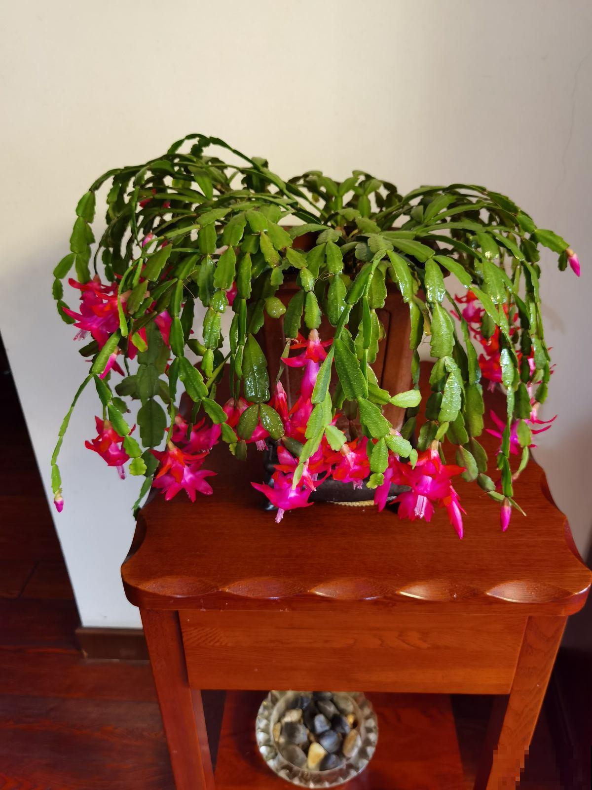 蟹爪兰要想开爆花，学会这4点养护方法，轻轻松松就能开爆