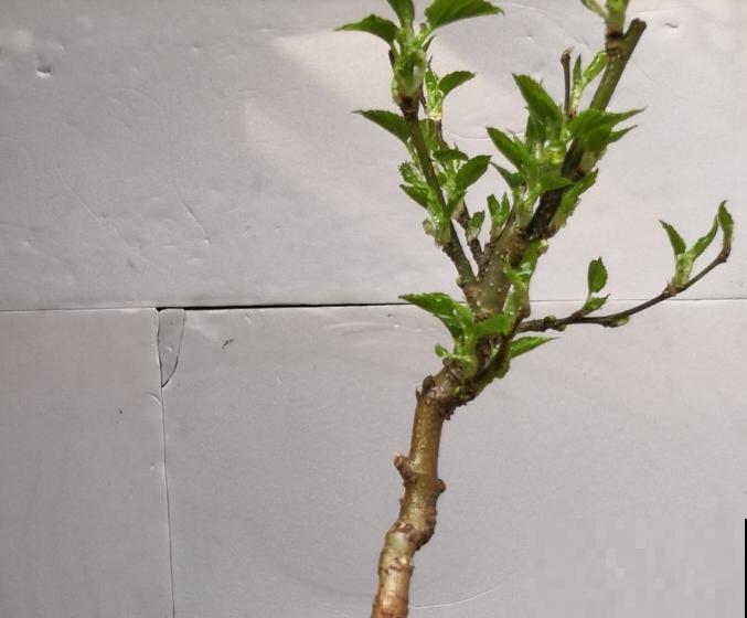 桑树养殖要想修剪,这4点要知道,学会轻松就能修剪 桑树养殖要想修剪,这4点要知道,学会轻松就能修剪