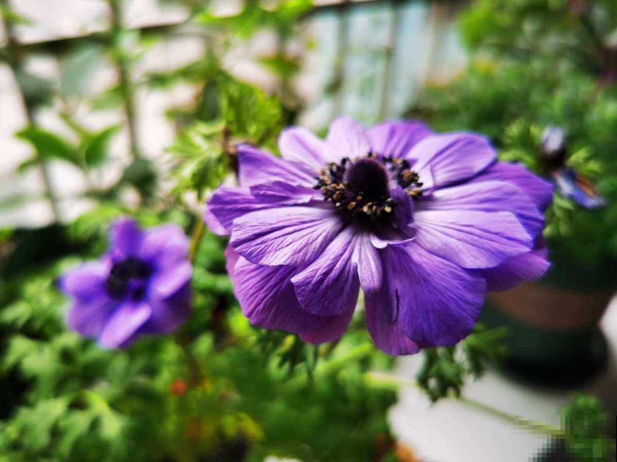 农民伯伯看不起的小野花，城里人当个宝，银莲花开花后惊艳众人