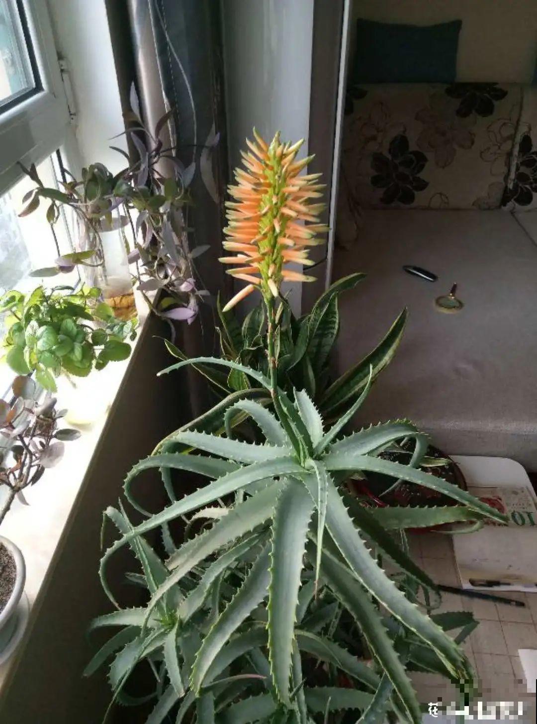 老人常说,6种吉祥花,轻易不开花,开花据说有好运 老人常说,6种吉祥花,轻易不开花,开花据说有好运