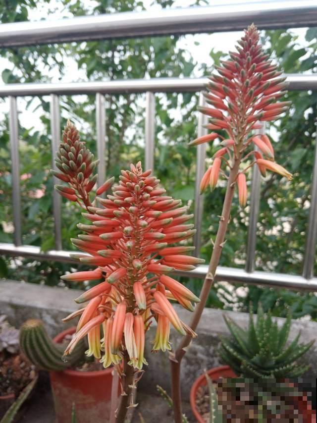 “贱养”才能开爆盆的植物,养的越精细,反而长得差 “贱养”才能开爆盆的植物,养的越精细,反而长得差