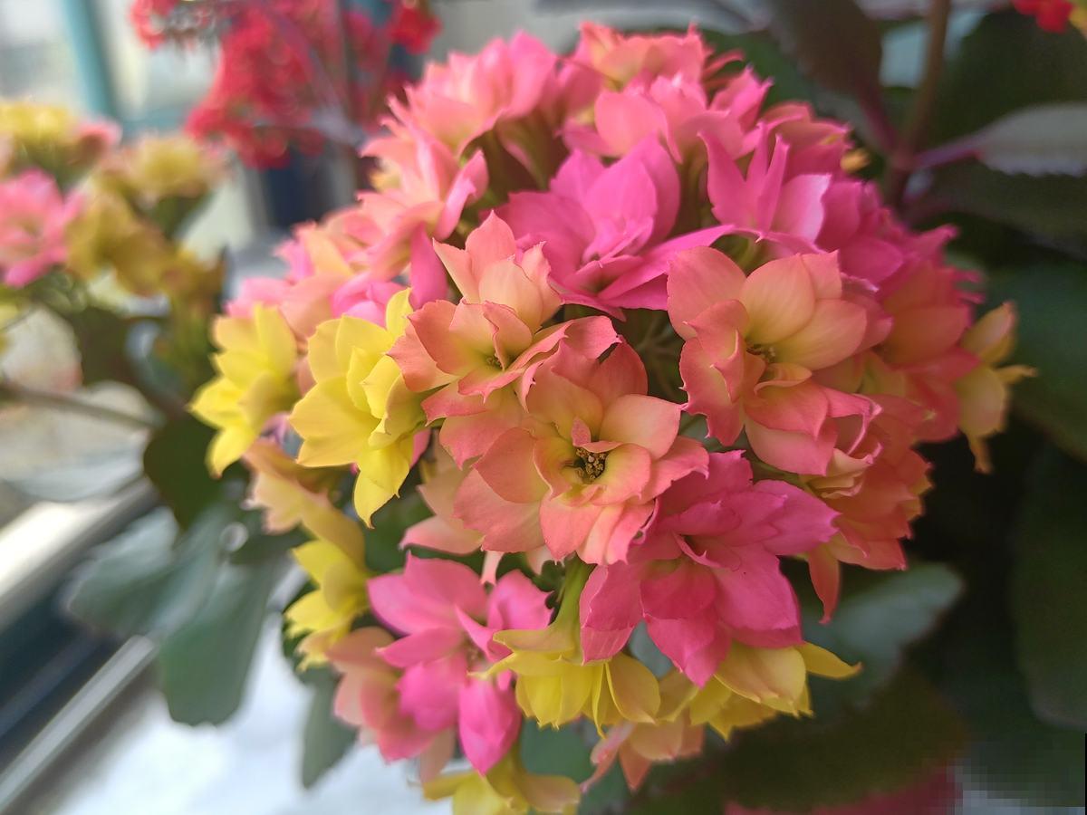 长寿花叶子成“枯草”,4个方面要注意,现在救还有机会 长寿花叶子成“枯草”,4个方面要注意,现在救还有机会