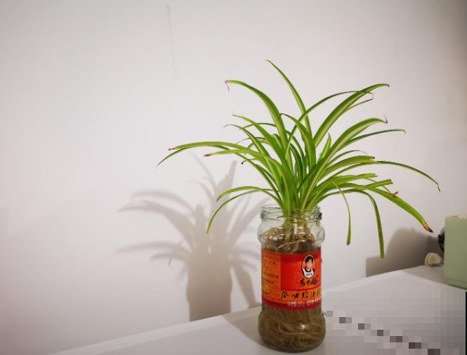 吊兰水培，记住这4点，长势很旺盛