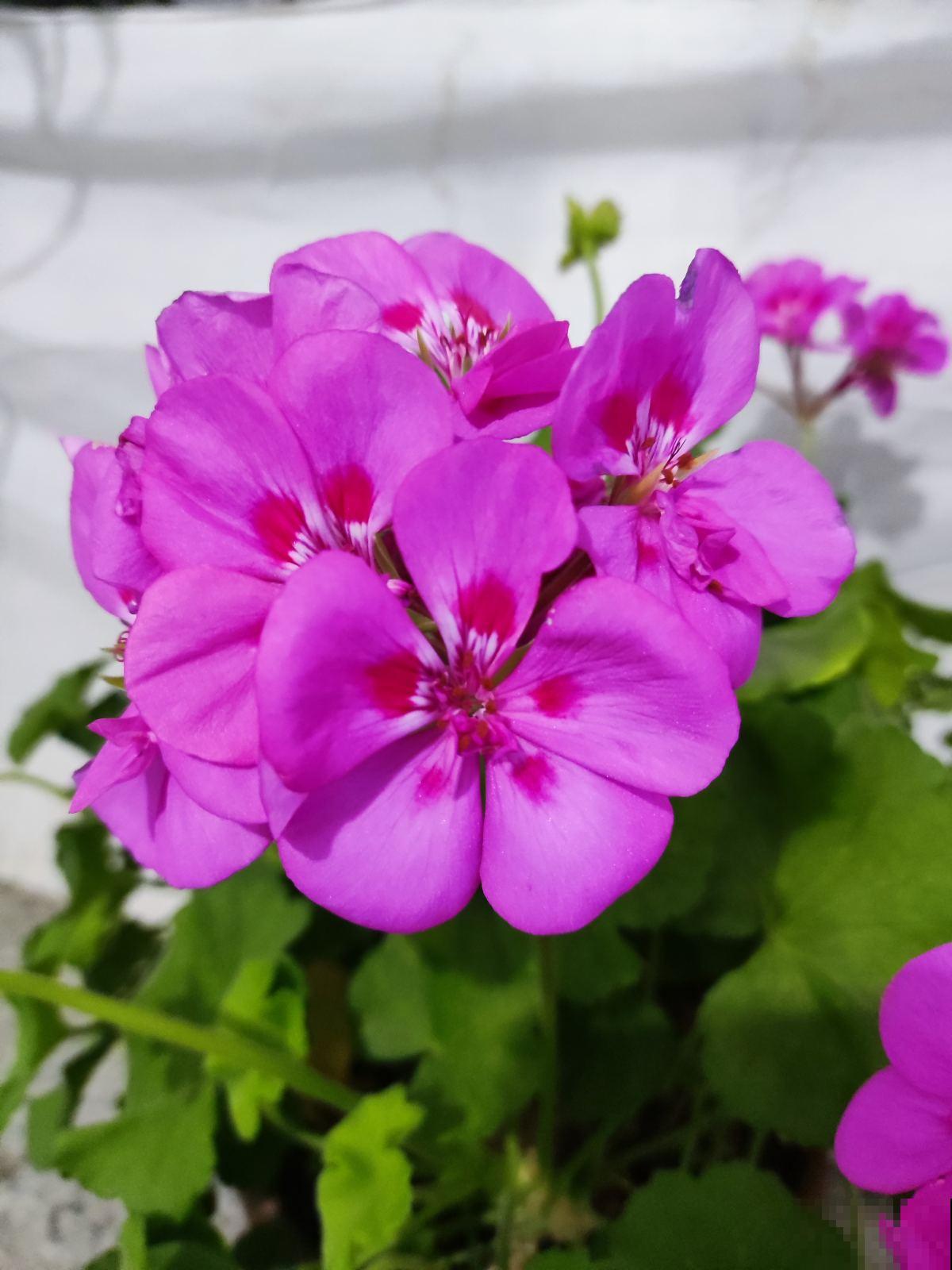 要想春天花开满园,4种花现在就得养起来,不然春天没花看 要想春天花开满园,4种花现在就得养起来,不然春天没花看