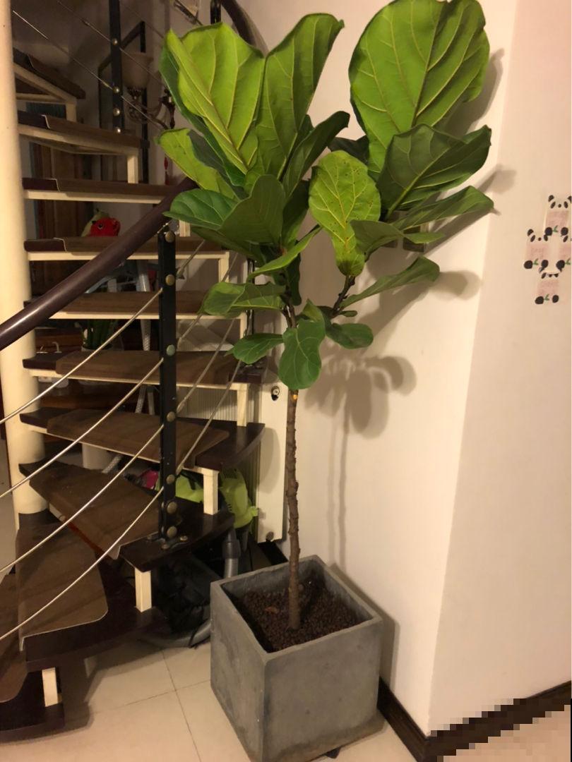 霸气侧漏的“镇宅花”，家里只要养1种，贵气好养安全感十足