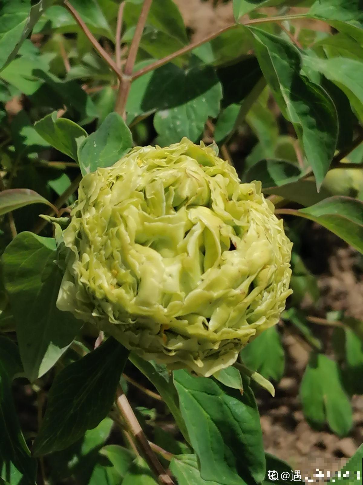 春天养盆“玉色花”,狠心剪一刀,变成“碧玉球” 春天养盆“玉色花”,狠心剪一刀,变成“碧玉球”